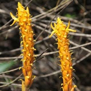 Curcuma species,Wild Turmeric Yellow - Kadiyam Nursery