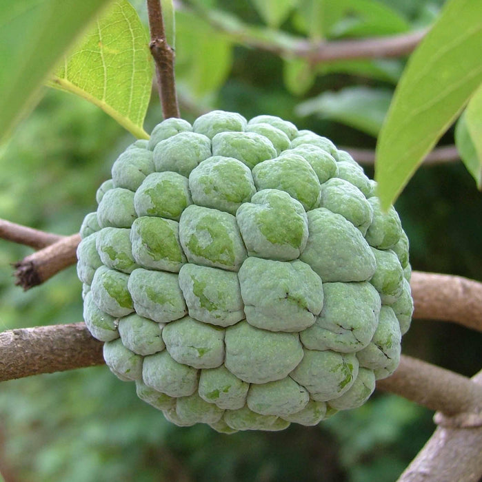 Custard Apple Balanagar Green Sugar Apple Sitafal Ata Fruit Grafted Live Plants & Tree - Kadiyam Nursery