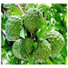 Custard Apple Balanagar Green Sugar Apple Sitafal Ata Fruit Grafted Live Plants & Tree - Kadiyam Nursery