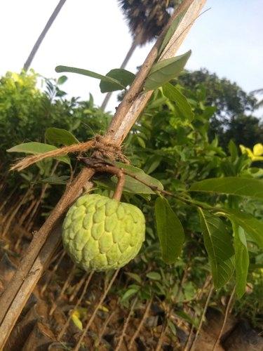 Custard Apple Balanagar Green Sugar Apple Sitafal Ata Fruit Grafted Live Plants & Tree - Kadiyam Nursery