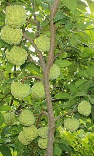 Custard Apple Balanagar Green Sugar Apple Sitafal Ata Fruit Grafted Live Plants & Tree - Kadiyam Nursery