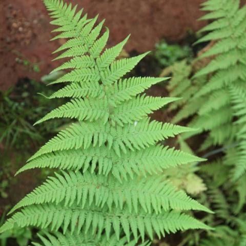Cyathea species,Tree Fern - Kadiyam Nursery