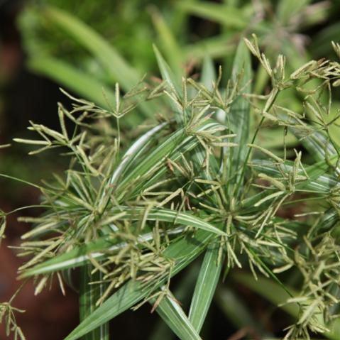 Cyperus albostriatus vareigatus,Cyperus Vareigated - Kadiyam Nursery