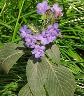 Daedalacanthus nervosus, Eranthemum pulchellum,Daedalacanthus Nervosus - Kadiyam Nursery