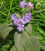 Daedalacanthus nervosus, Eranthemum pulchellum,Daedalacanthus Nervosus - Kadiyam Nursery