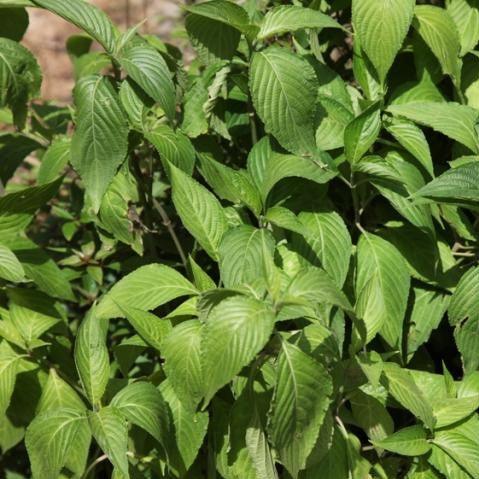 Daedalacanthus nervosus, Eranthemum pulchellum,Daedalacanthus Nervosus - Kadiyam Nursery