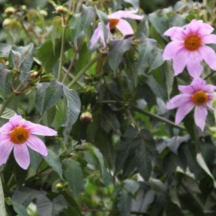 Dahlia imperialis,Tree Dahlia - Kadiyam Nursery