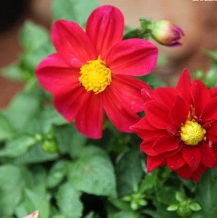 Dahlia pinnata, D. variabilis, D. rosea, D. superflua,Dahlia Dwarf - Kadiyam Nursery