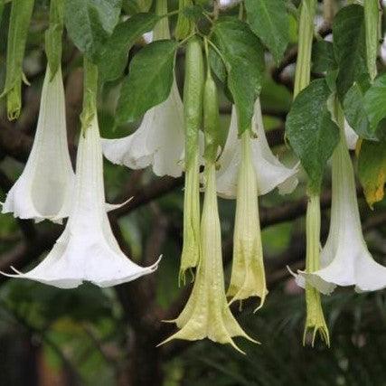 Datura candida,Floripondio Tree - Kadiyam Nursery