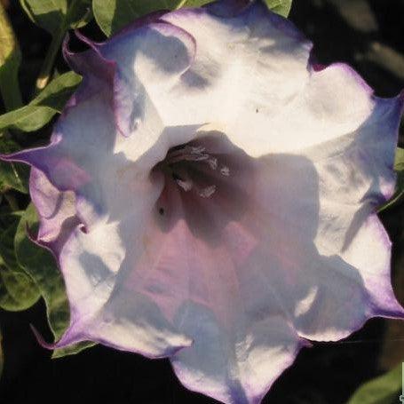 Datura metel florepleno,Horn Of Plenty - Kadiyam Nursery