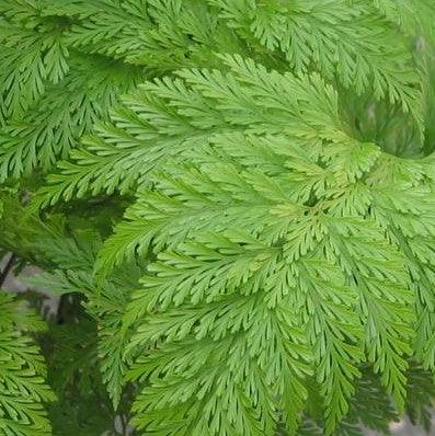 Davallia griffithiana,Large Rabbit Foot Fern - Kadiyam Nursery