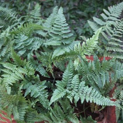 Davallia trichomanoides,Small Rabbit Foot Fern - Kadiyam Nursery