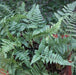 Davallia trichomanoides,Small Rabbit Foot Fern - Kadiyam Nursery