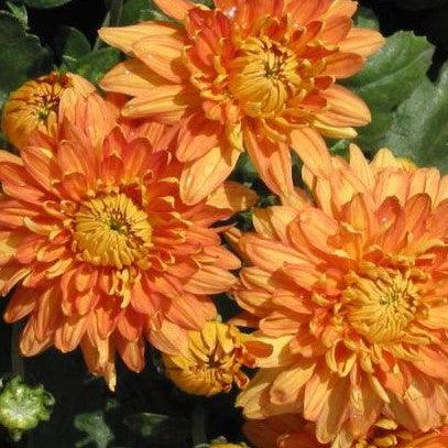 Dendranthema big bronze,Chrysathemum Big Bronze - Kadiyam Nursery