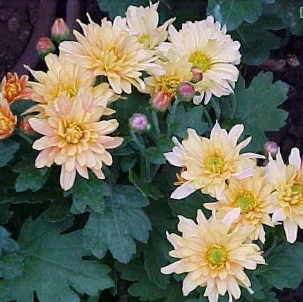 Dendranthema bronze,Chrysathemum Bronze - Kadiyam Nursery