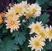 Dendranthema bronze,Chrysathemum Bronze - Kadiyam Nursery