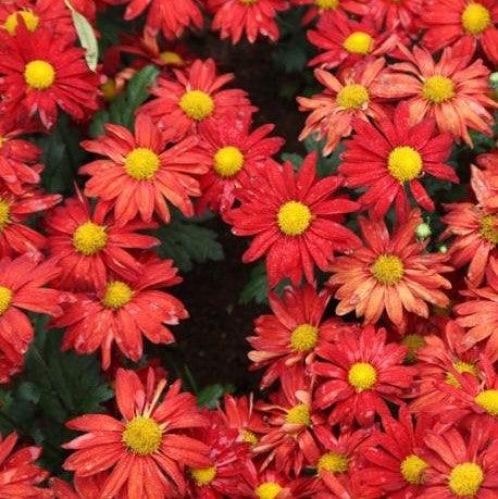 Dendranthema red,Chrysanthemum Red - Kadiyam Nursery