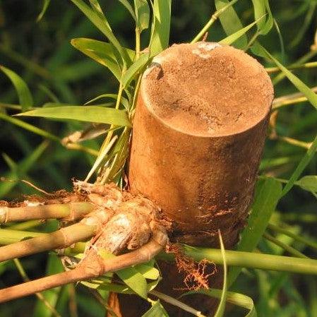 Dendrocalamus stocksii, Pseudo-oxytenanthera stocksii,Furniture Bamboo - Kadiyam Nursery