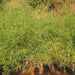 Dendrocalamus stocksii, Pseudo-oxytenanthera stocksii,Furniture Bamboo - Kadiyam Nursery