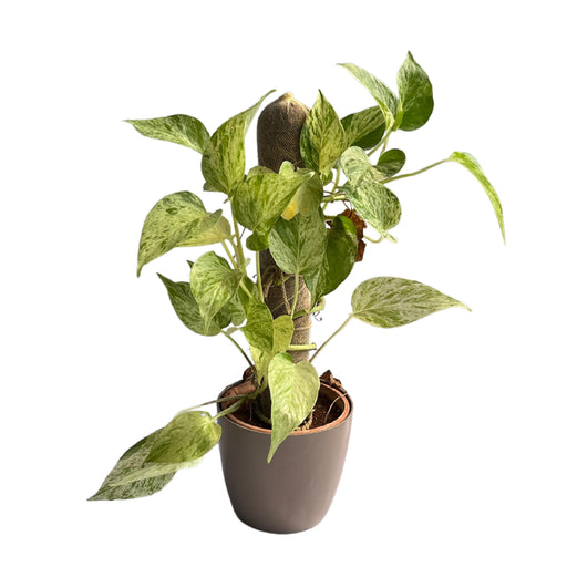 Devil’s ivy (Epipremnum aureum) Golden Pothos Money Plant With White Fiber Pot | Evergreen Indoor Live Plant - Kadiyam Nursery