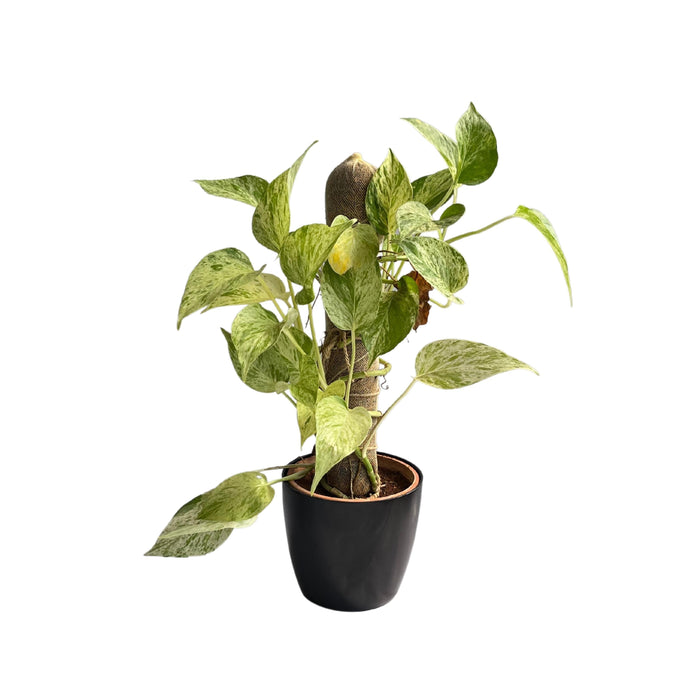 Devil’s ivy (Epipremnum aureum) Golden Pothos Money Plant With White Fiber Pot | Evergreen Indoor Live Plant - Kadiyam Nursery