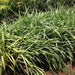 Dianella tasmanica,Dianella Green - Kadiyam Nursery