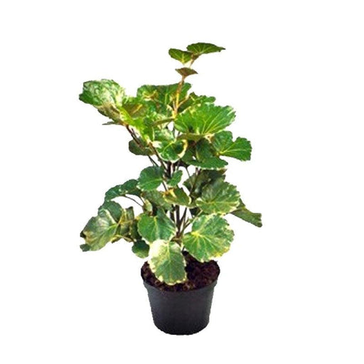 Dinner plate aralia plant - Kadiyam Nursery