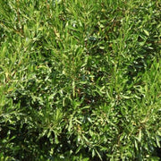 Dodonaea viscosa,Hopseed Bush, Hop Bush - Kadiyam Nursery