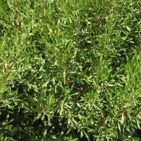 Dodonaea viscosa,Hopseed Bush, Hop Bush - Kadiyam Nursery
