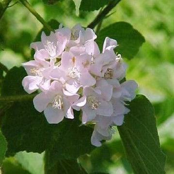 Dombeya natalensis,Dombeya Light Pink - Kadiyam Nursery