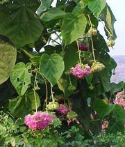 Dombeya wallichii,Dombeya Pink - Kadiyam Nursery