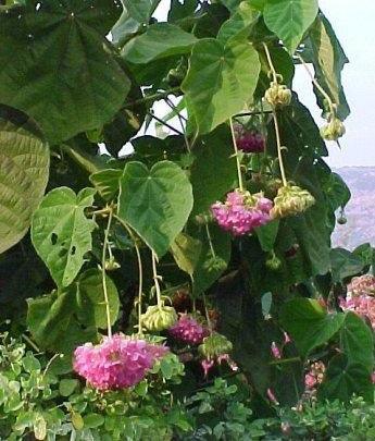 Dombeya wallichii,Dombeya Pink - Kadiyam Nursery