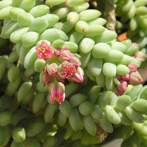 Donkey tail plant - Kadiyam Nursery