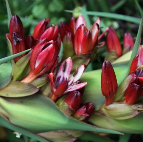 Doryanthes excelsa,Globe Spear Lily - Kadiyam Nursery