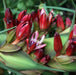 Doryanthes excelsa,Globe Spear Lily - Kadiyam Nursery