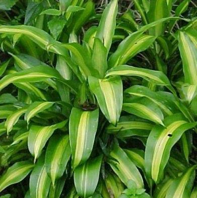 Dracaena fragrans messengeana,Cornstalk Plant - Kadiyam Nursery