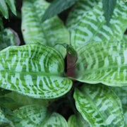 Dracaena goldieana,Queen Of Dracaenas - Kadiyam Nursery