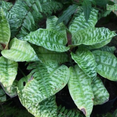 Dracaena goldieana,Queen Of Dracaenas - Kadiyam Nursery