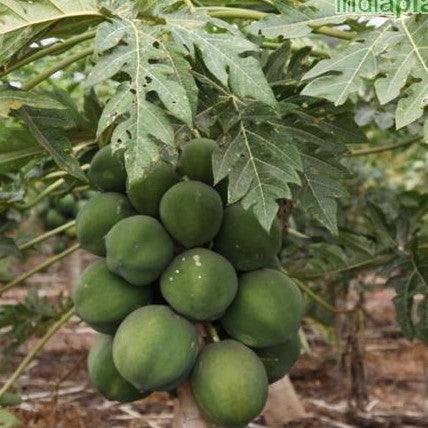 Dwarf Papaya" Taiwan Red Lady" Carica Papaya Sweet Variety Live Plant Fruit Plants For Small Gardens (Healthy Plant)paya Sweet Variety 1 Live Plant Fruit Plants For Small Gardens (Healthy Plant) - Kadiyam Nursery