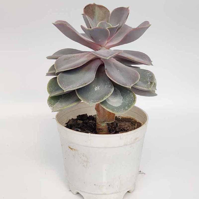 Echeveria Lilacina Succulent plant - Kadiyam Nursery