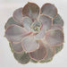 Echeveria Lilacina Succulent plant - Kadiyam Nursery