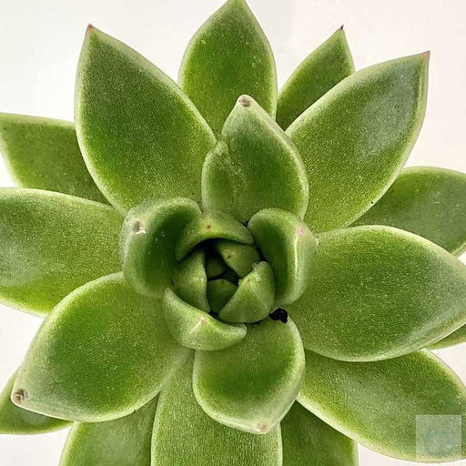 Echeveria OVR plant - Kadiyam Nursery