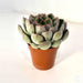 Echeveria Tippy plants - Kadiyam Nursery