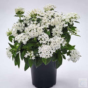 Egyptian star cluster plant - Kadiyam Nursery