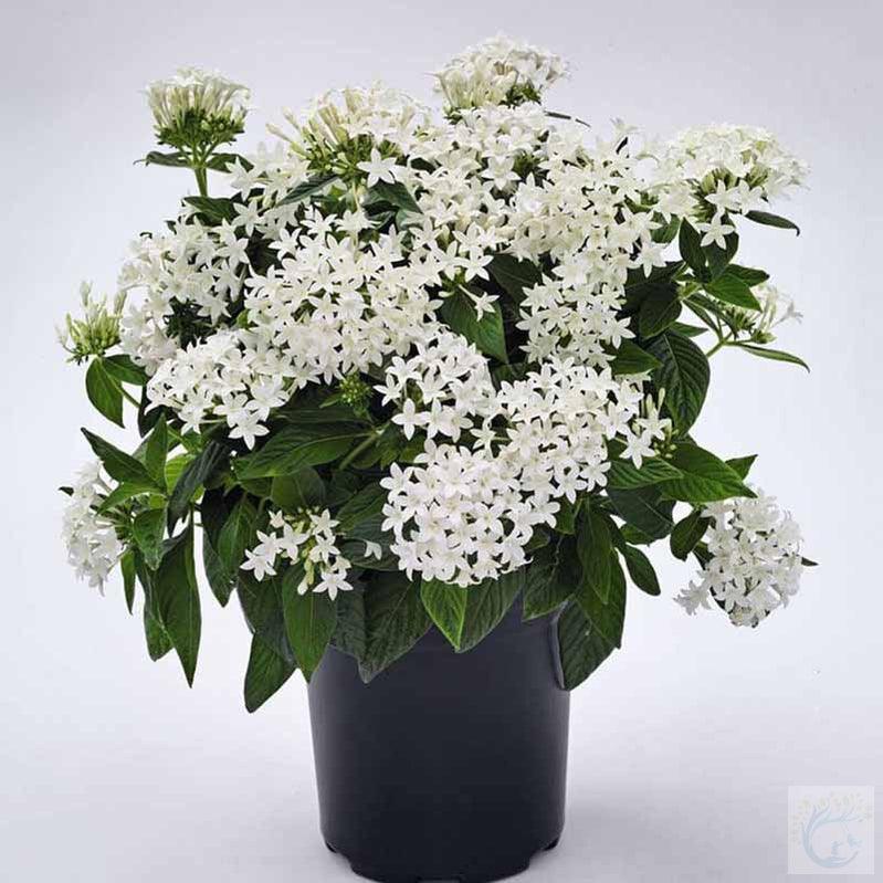 Egyptian star cluster plant - Kadiyam Nursery