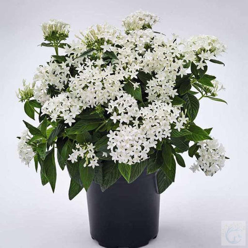 Egyptian star cluster plant - Kadiyam Nursery