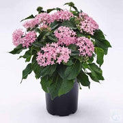 Egyptian star cluster plant - Kadiyam Nursery