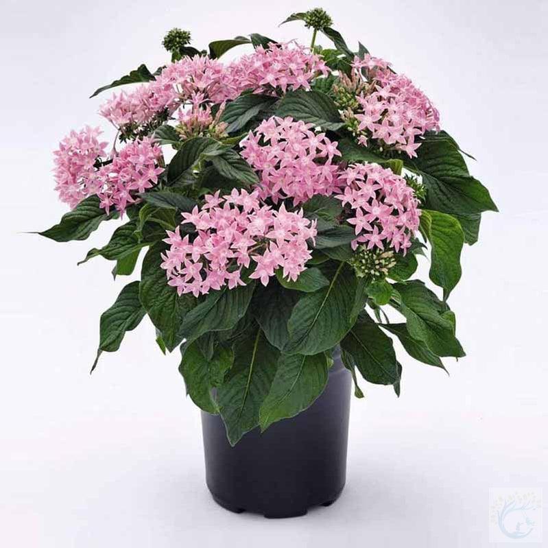 Egyptian star cluster plant - Kadiyam Nursery