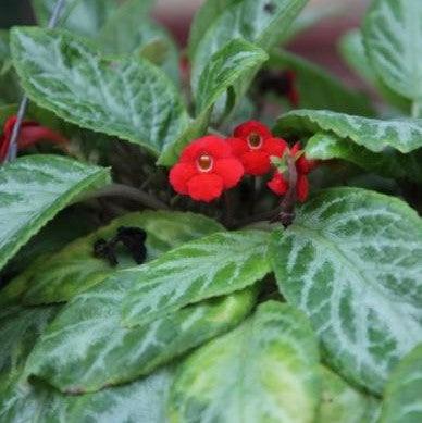 Episcia cuperata frosty,Episcia Green And Silver, Flame Episcia - Kadiyam Nursery