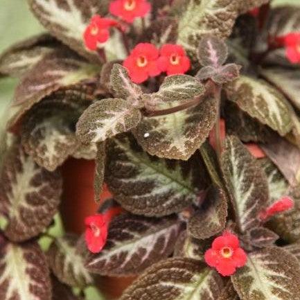 Episcia lilacina,Episcia Brown, Costa Rica, Blue Flowered Teddy-bear - Kadiyam Nursery